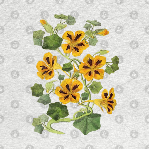 Nasturtium Flower Vintage Botanical Illustration by Biophilia